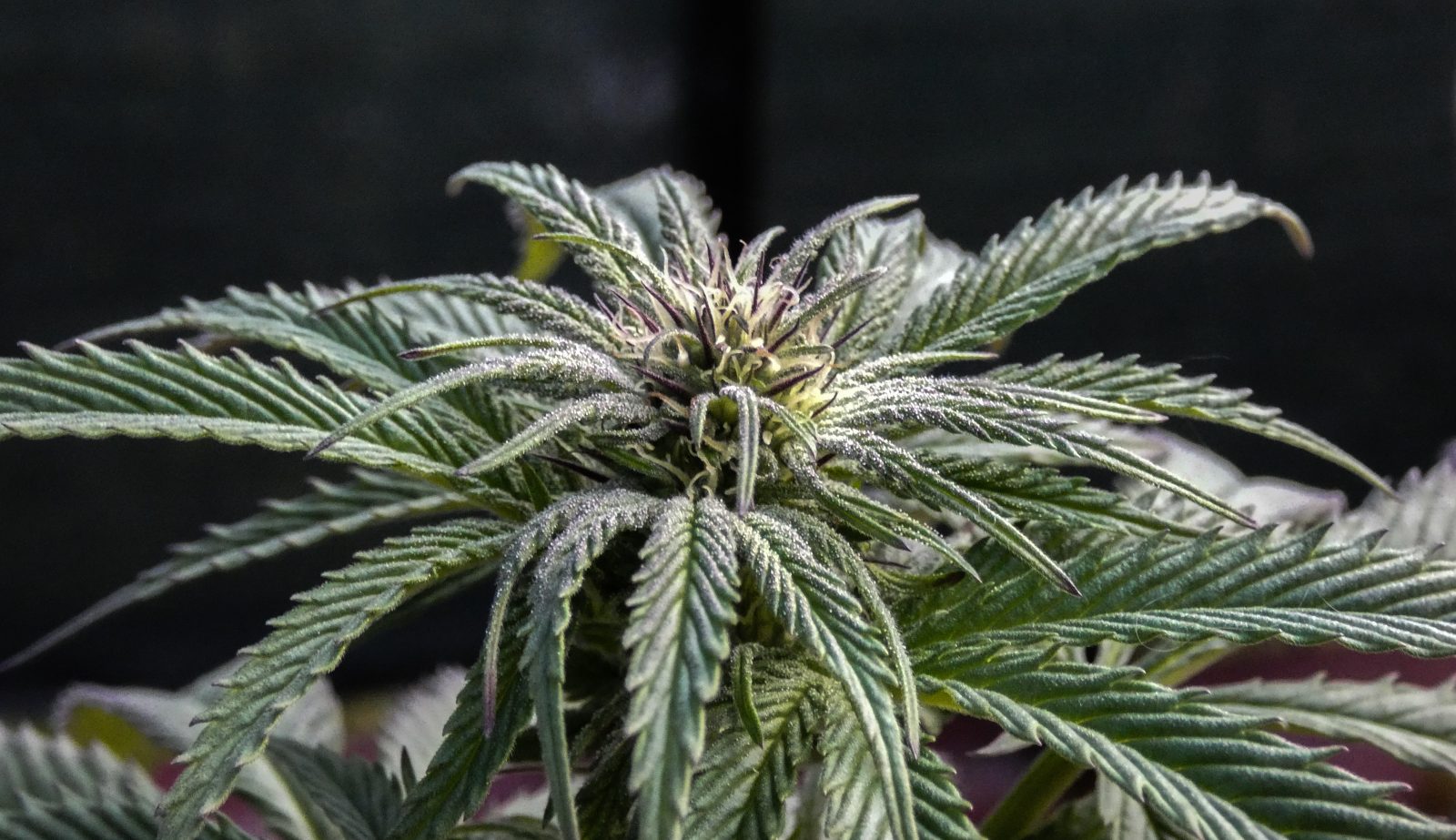 Is CBD legal? Where can I buy CBD?
