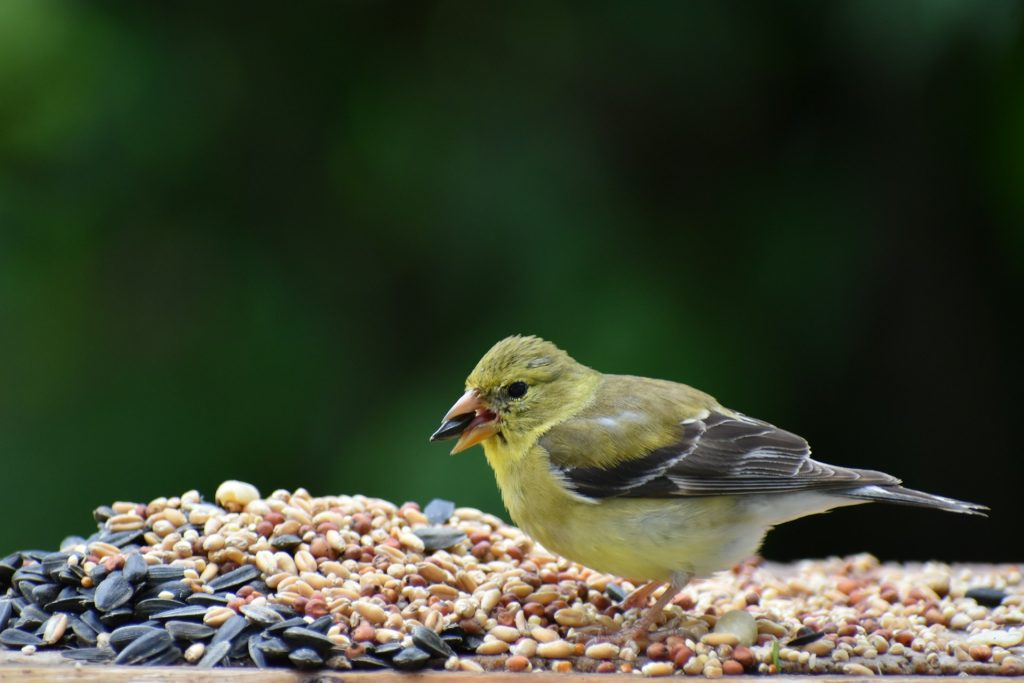 The Role of Wild Bird Food in Conservation Efforts