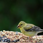 The Role of Wild Bird Food in Conservation Efforts