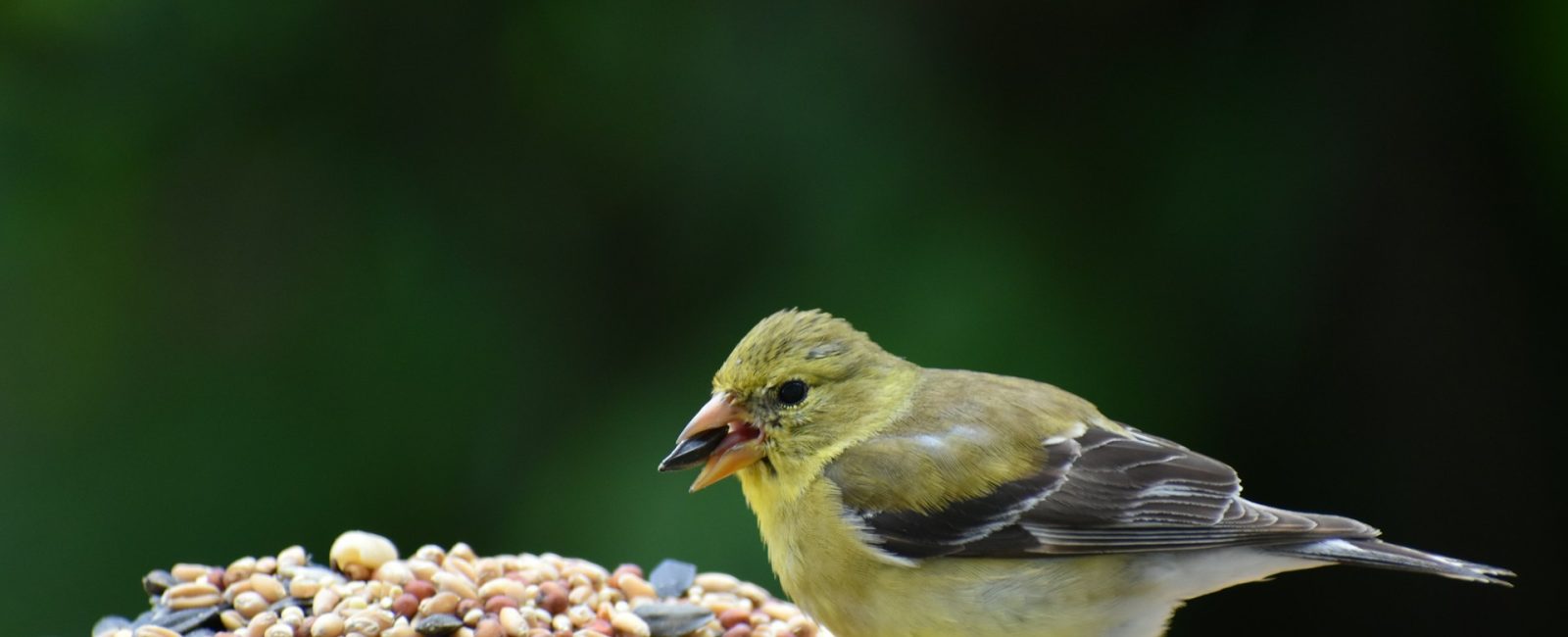 The Role of Wild Bird Food in Conservation Efforts