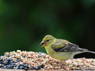 The Role of Wild Bird Food in Conservation Efforts