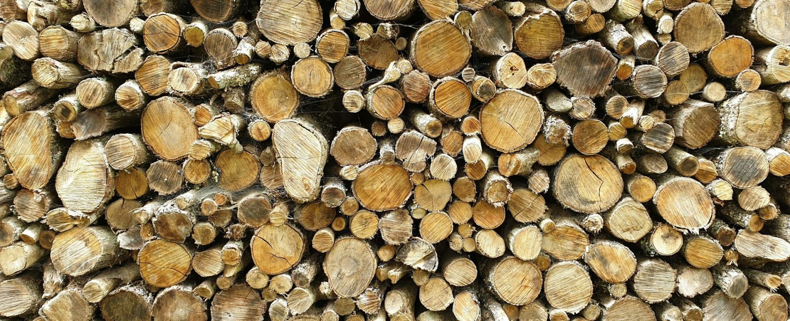 Flavio Maluf Talks Eucatex's Sustainable Model for the Wood Industry