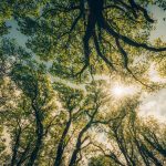 The Future of Climate Finance Arrives: Oxygen Conservation Reveals the Carbon Curve 2025