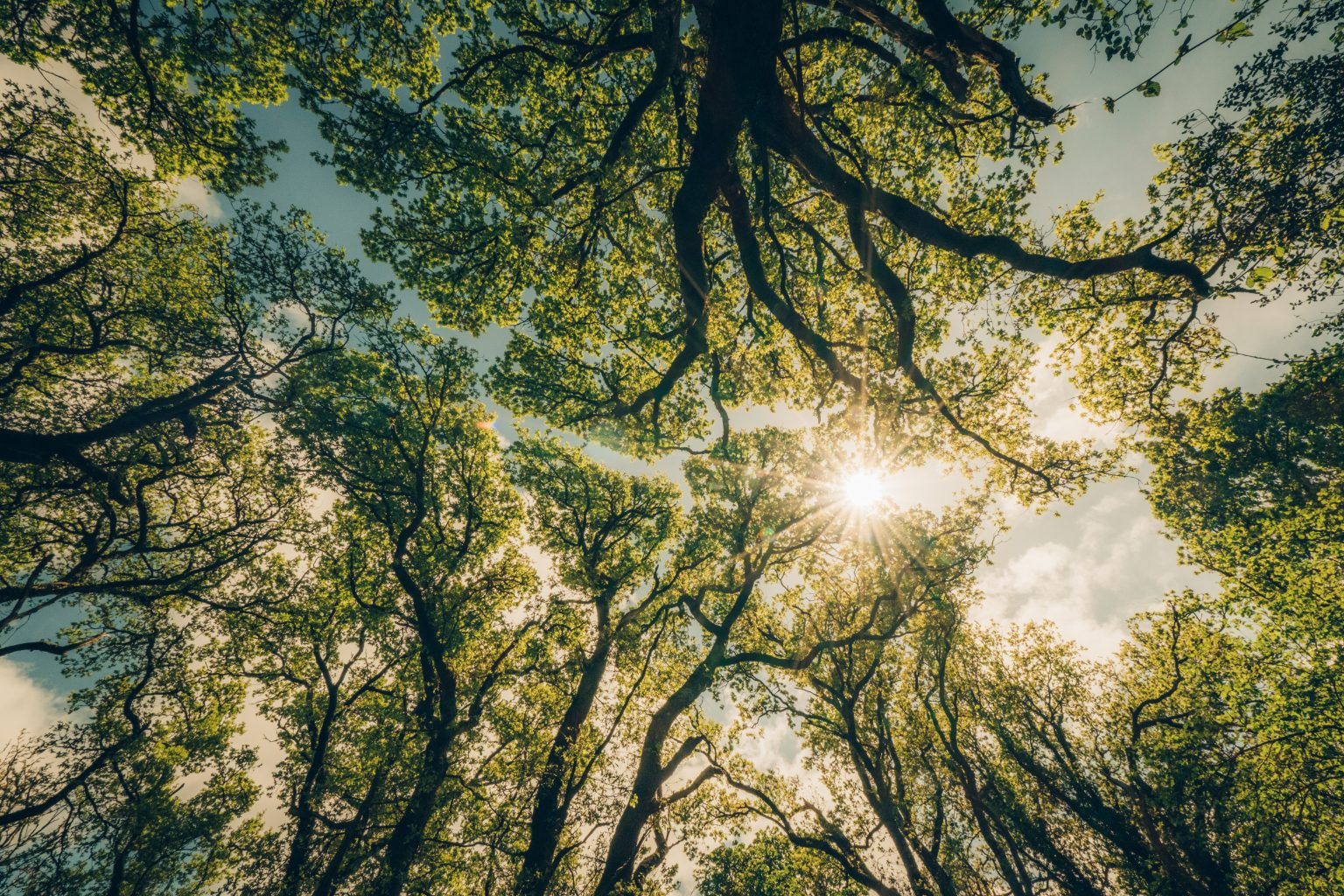 The Future of Climate Finance Arrives: Oxygen Conservation Reveals the Carbon Curve 2025