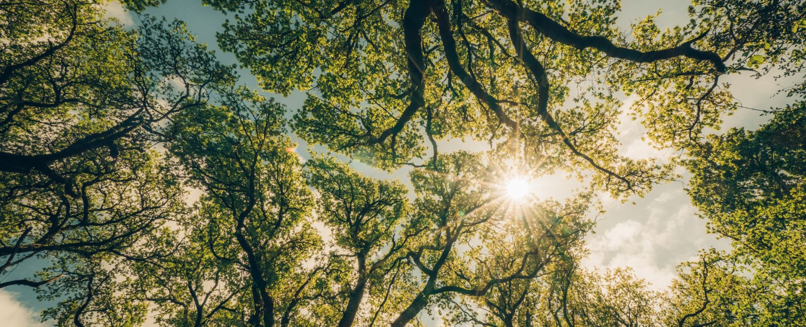 The Future of Climate Finance Arrives: Oxygen Conservation Reveals the Carbon Curve 2025