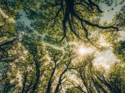 The Future of Climate Finance Arrives: Oxygen Conservation Reveals the Carbon Curve 2025