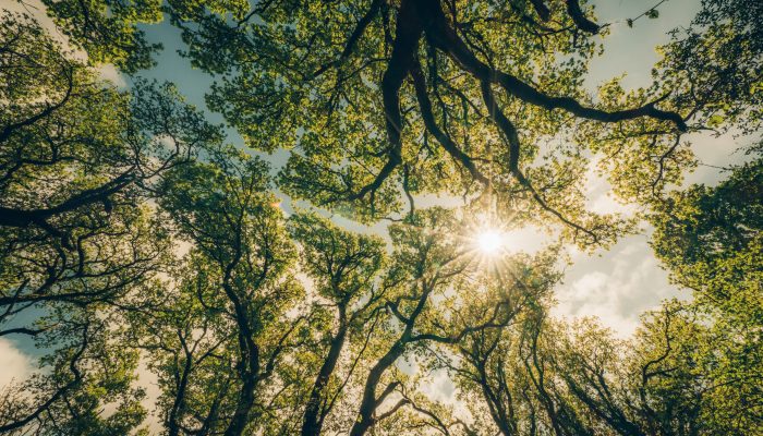 The Future of Climate Finance Arrives: Oxygen Conservation Reveals the Carbon Curve 2025