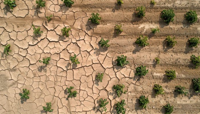 Combating Drought with Satellite Data