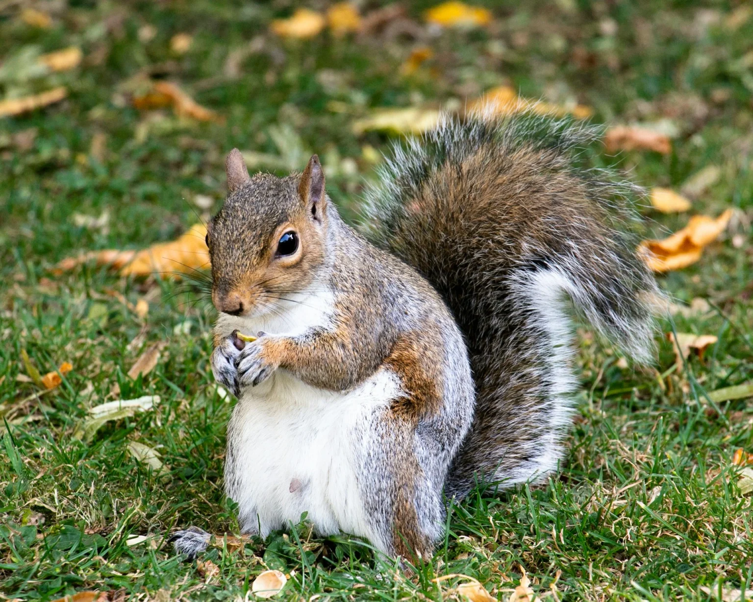 Squirrel Control